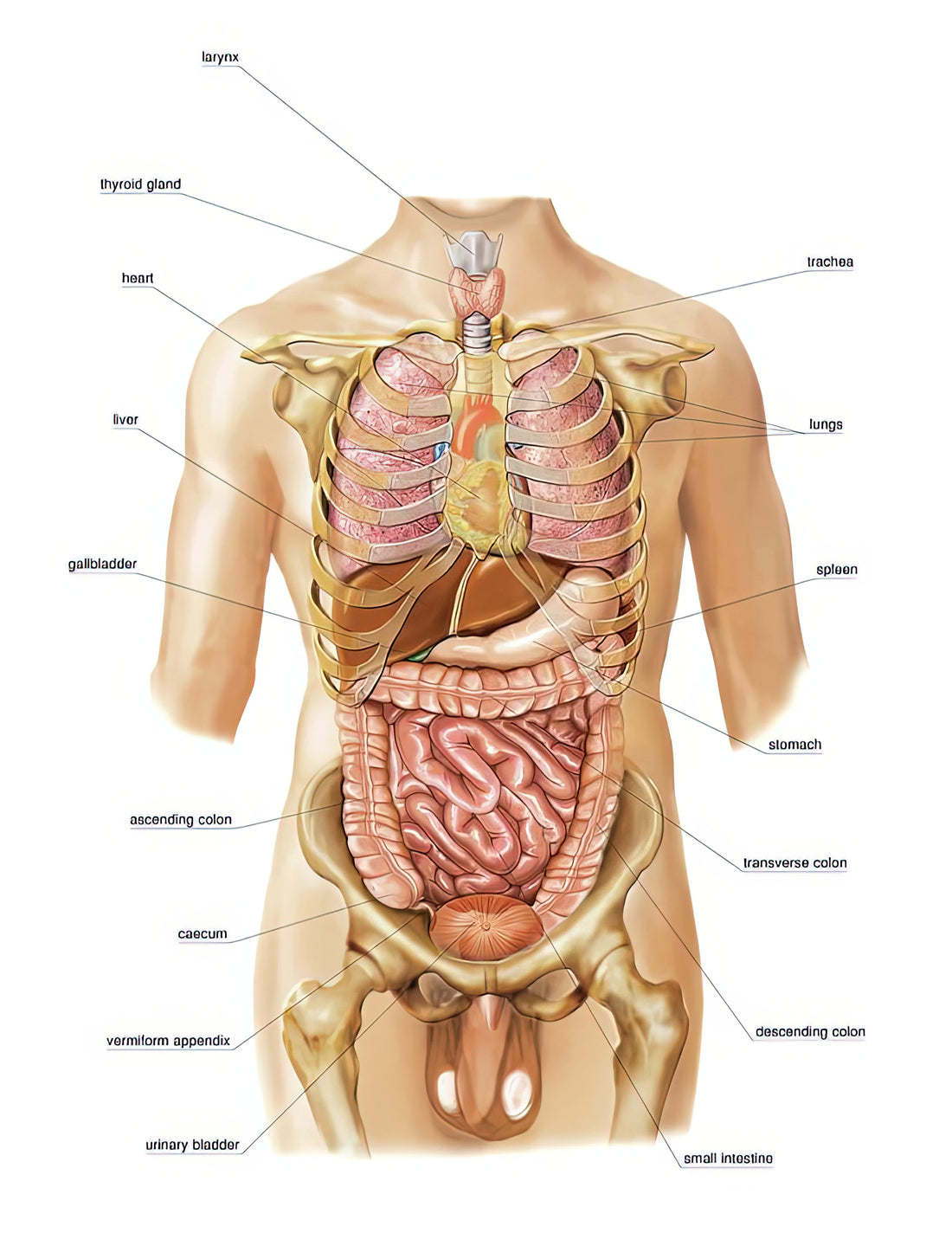 Human Body Inner Structure: The Art and Science of Anatomical Prints