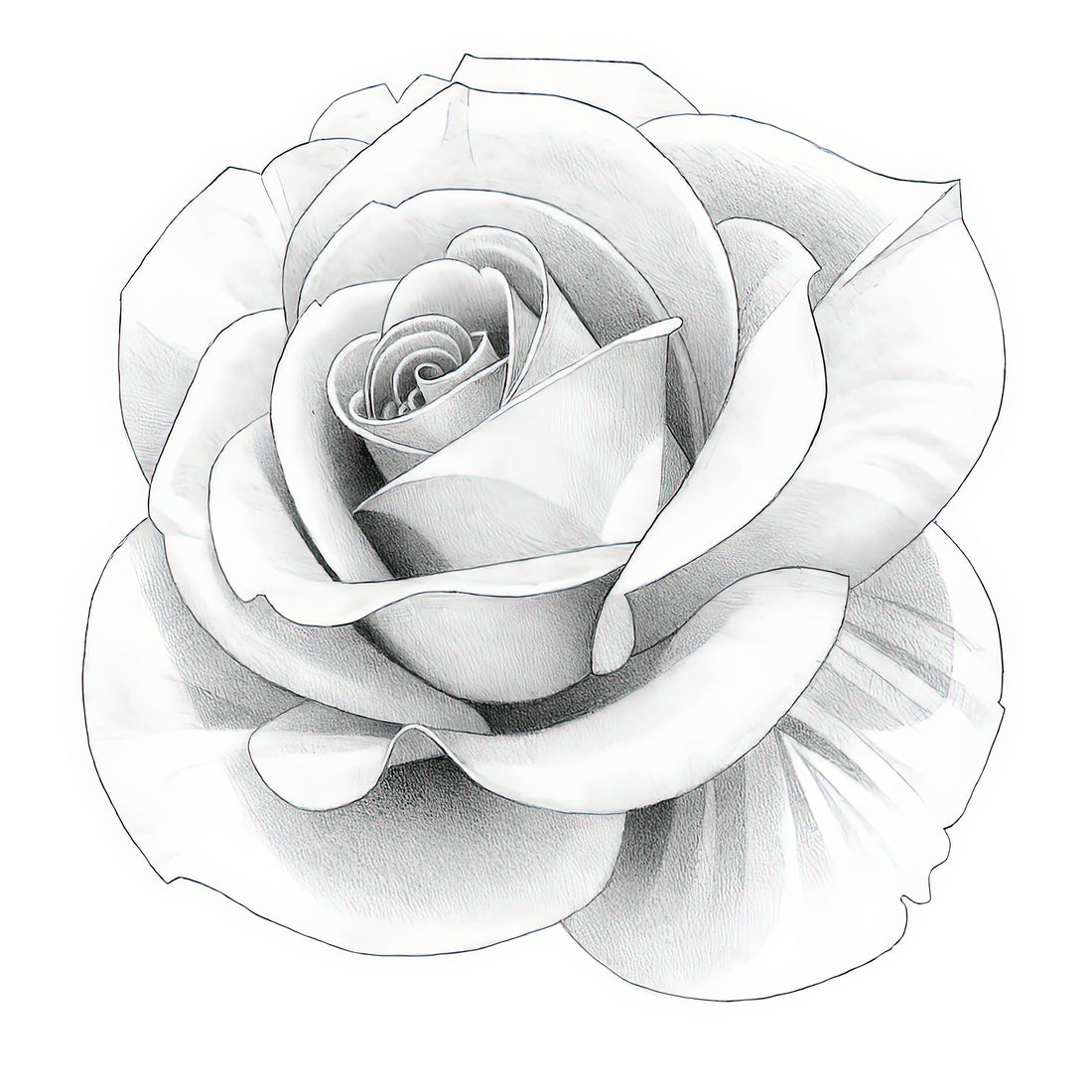 The Allure of a Flat Rose Drawing: Artistic Simplicity and Timeless Elegance