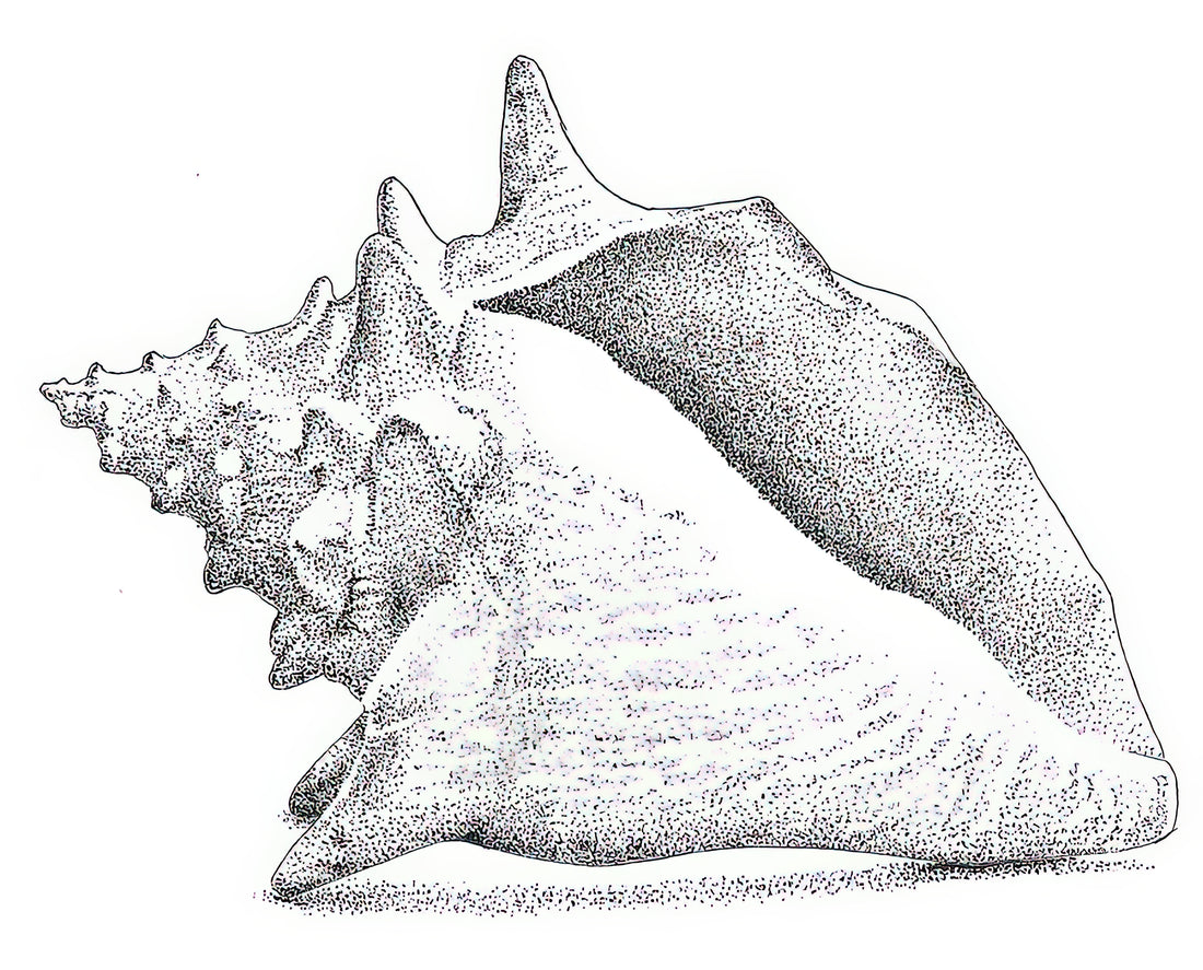 The Art of the Conch Shell Sketch: Historical Precision and Timeless Marine Illustration