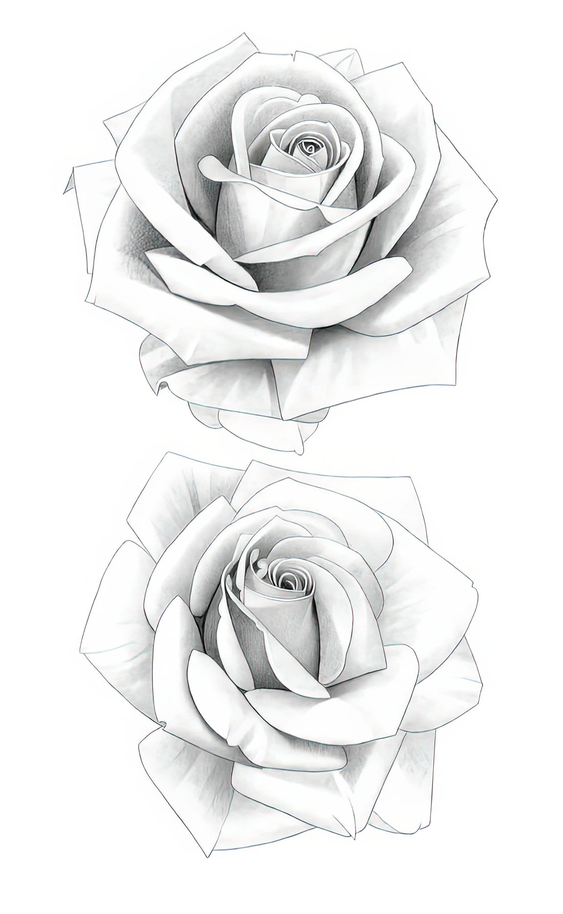The Art of the Tiny Rose Drawing: Precision, Symbolism, and Curatorial Insight