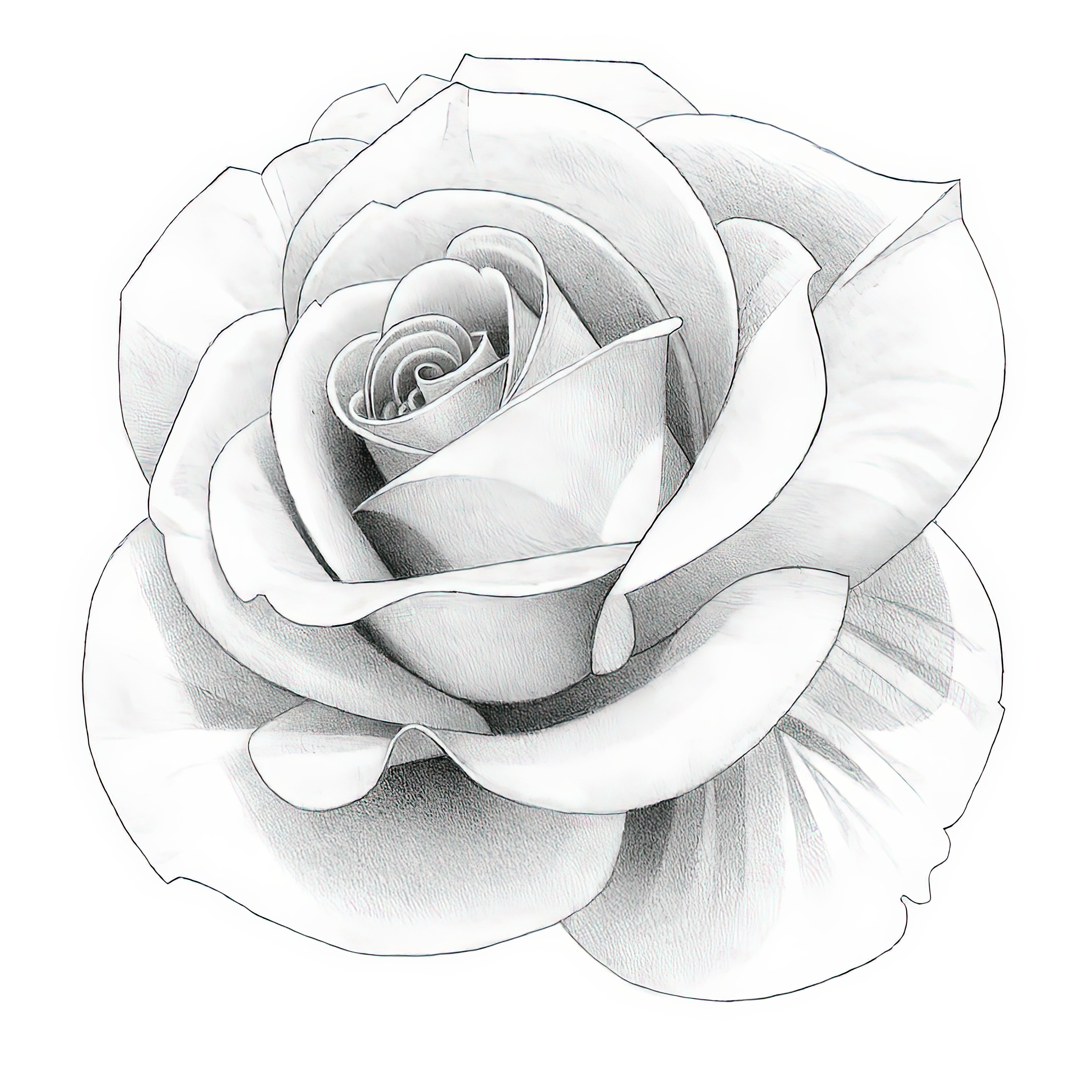 The Artistic Discipline Required to Draw the Picture of a Rose Flower