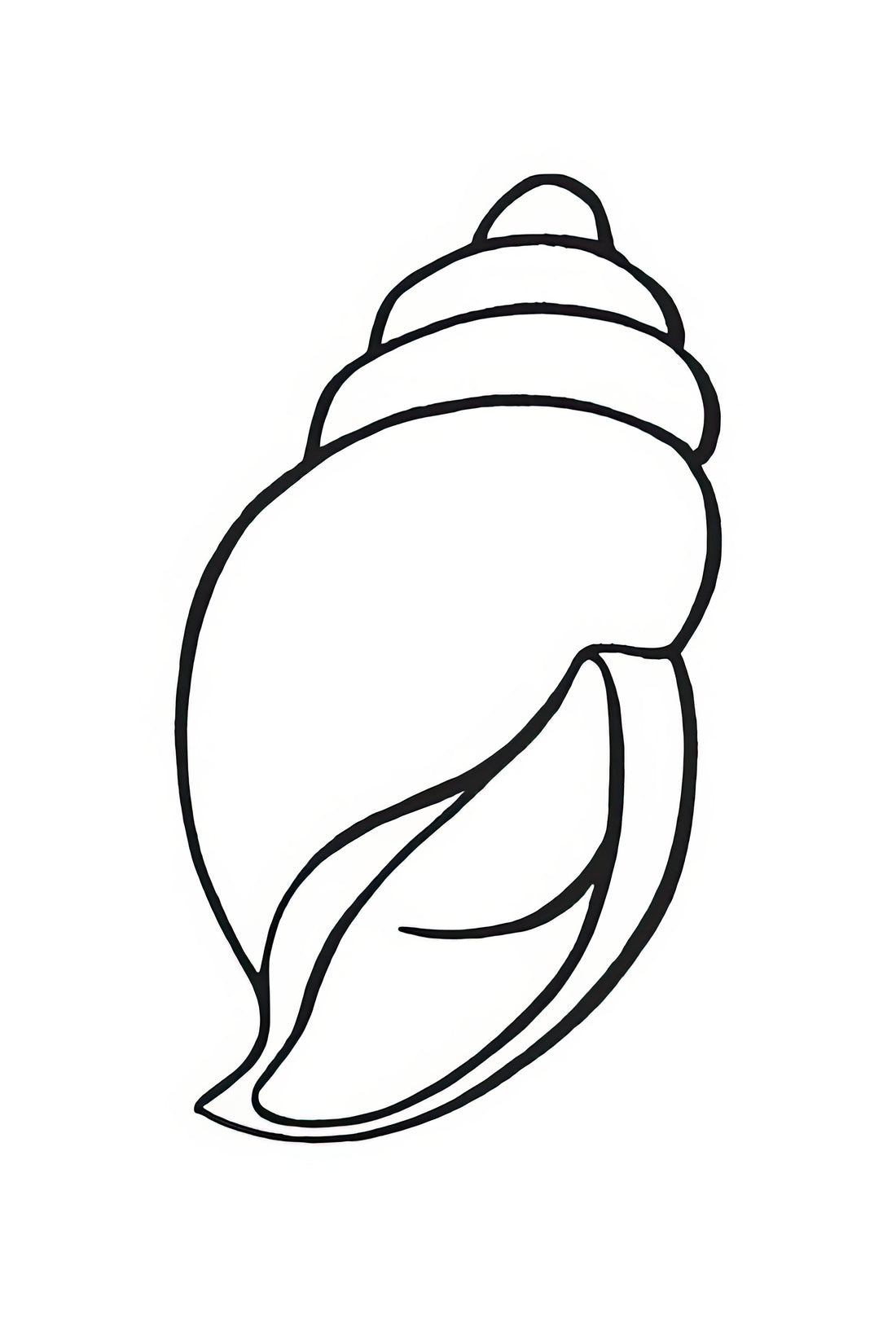 The Conch Drawing: Scientific Precision and Decorative Grace
