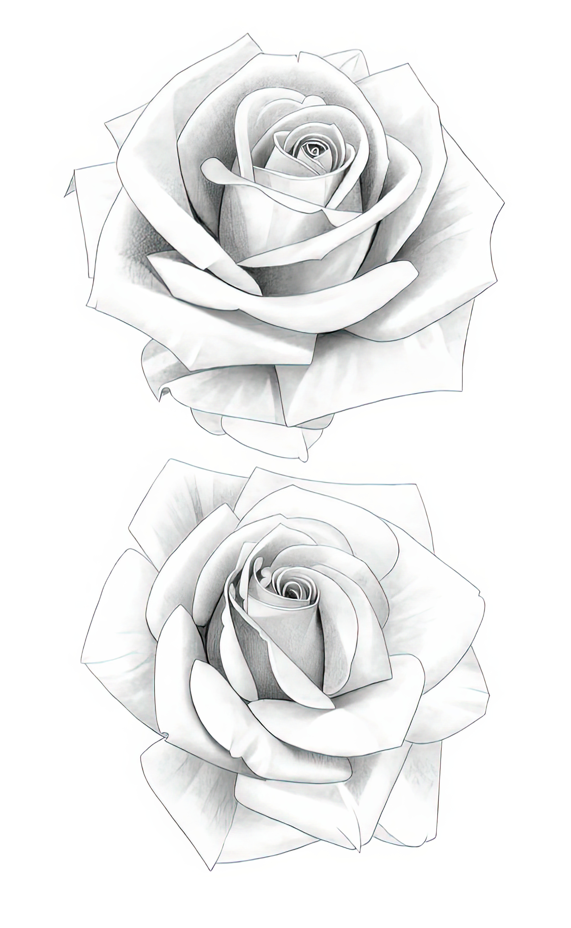 The Curator's Lens: Appreciating the Unique Rose Drawing
