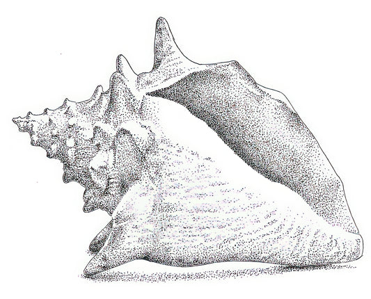 Conch Shell Drawing: Historical Marine Illustration | TotalUSAMagazine