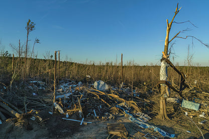 EF4 Tree Damage Art Print | Beauregard Tornado Aftermath | TotalUSAMagazine