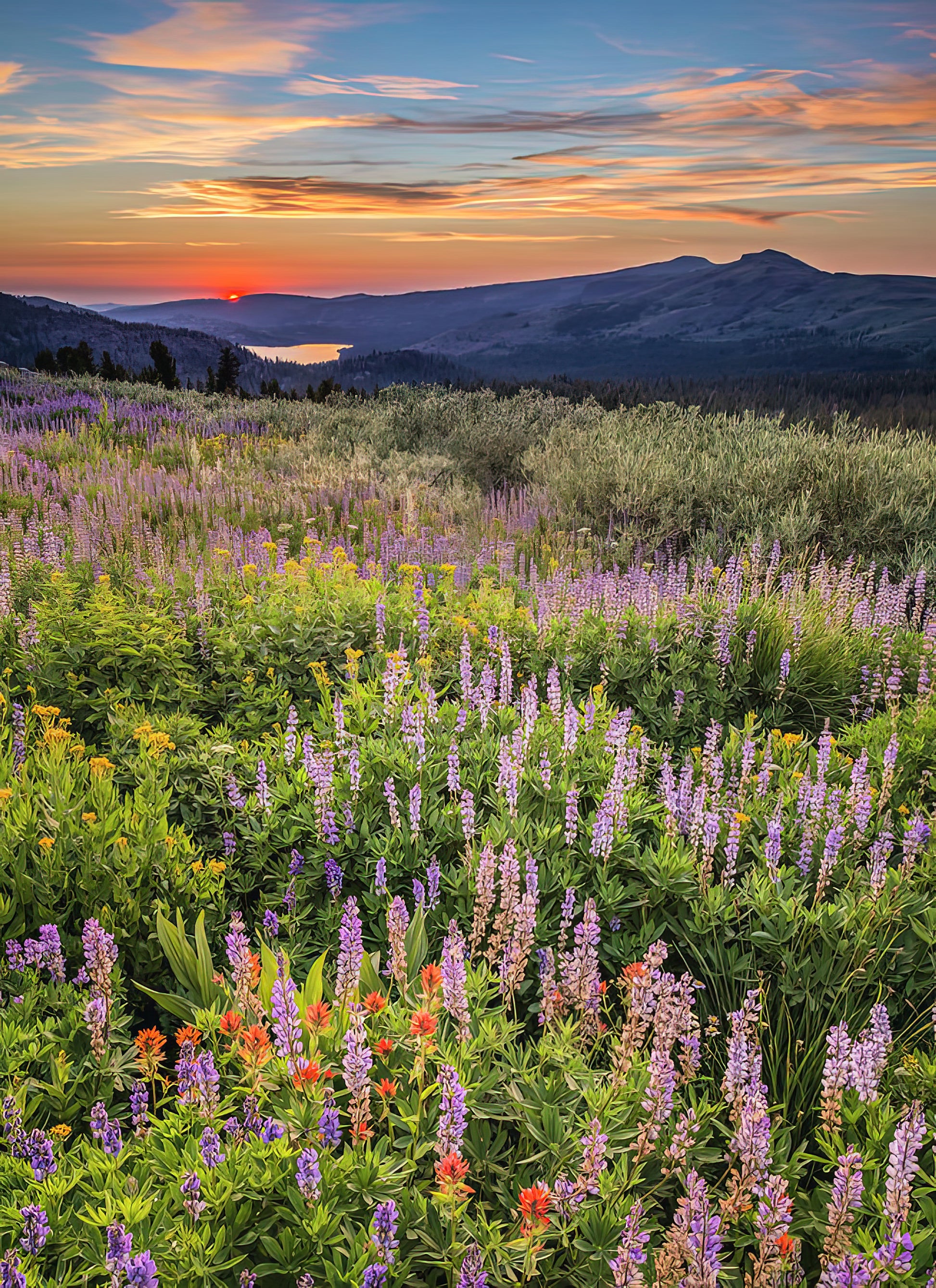 Field of Wildflowers at Sunset Art Print | TotalUSAMagazine
