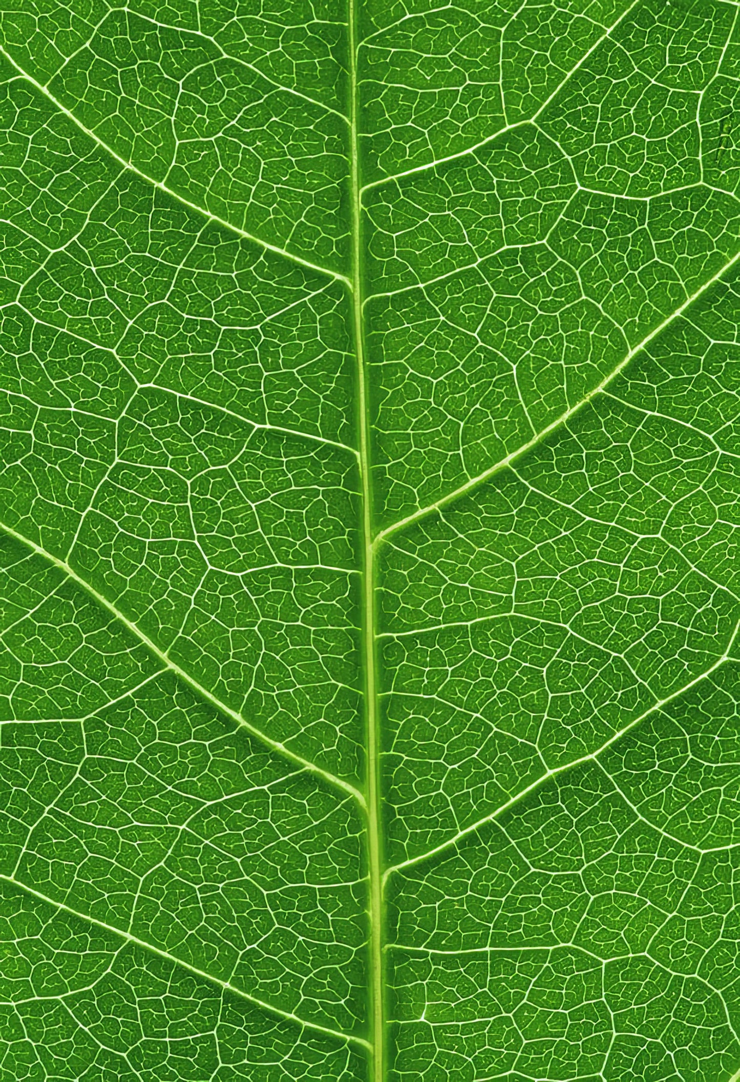 Fine Art Print of Leaf Veins: Botanical Detail | TotalUSAMagazine