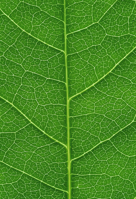 Fine Art Print of Leaf Veins: Botanical Detail | TotalUSAMagazine