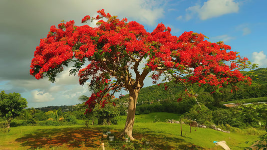 Flamboyan Puerto Rico Flametree Symbolism Art Print | TotalUSAMagazine