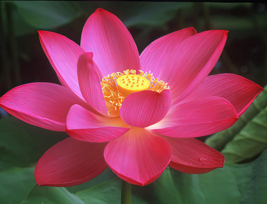 Lotus Blossom Art Print | Fine Art Reproduction | TotalUSAMagazine