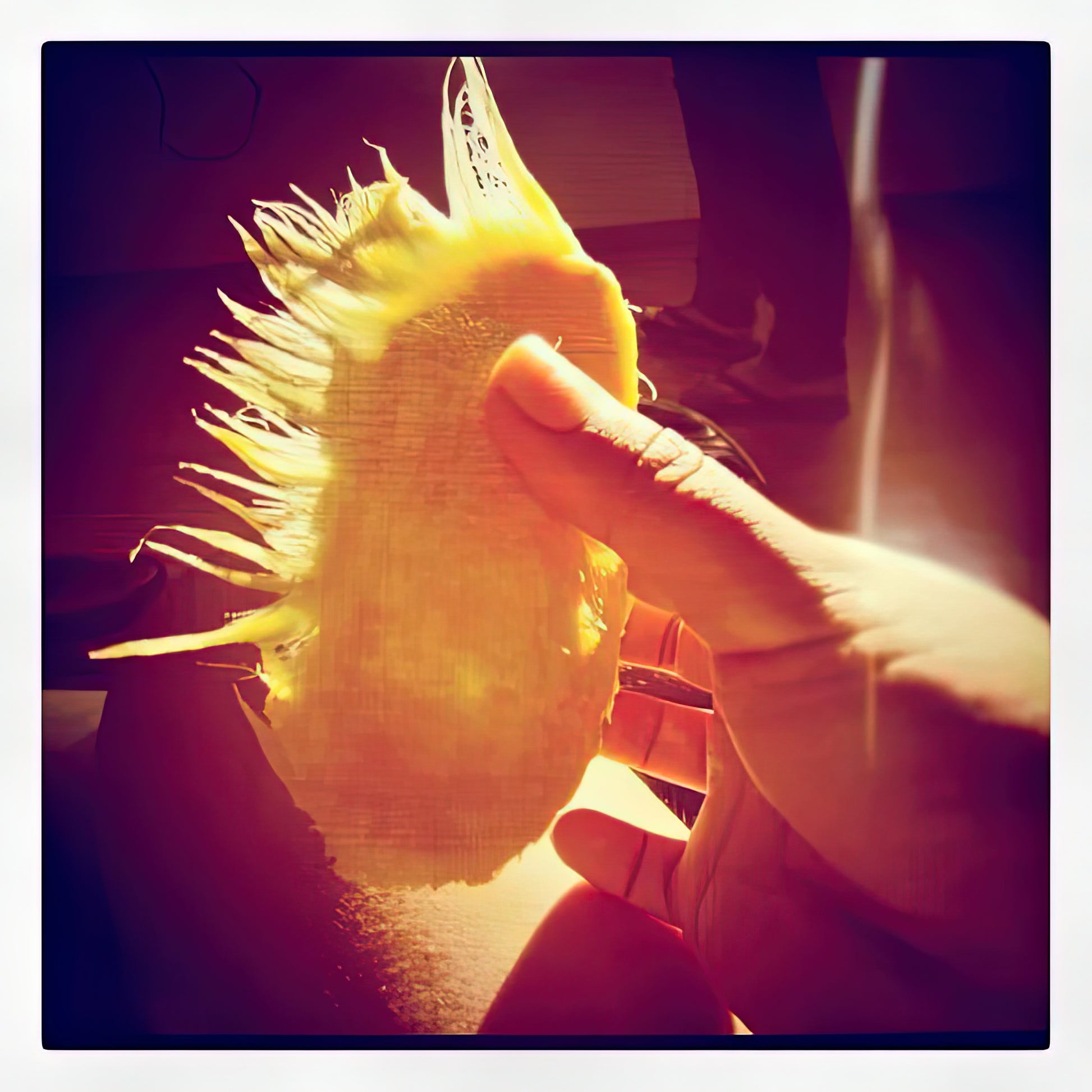 Mango Chupado Art Print | Surrealist Still Life | TotalUSAMagazine