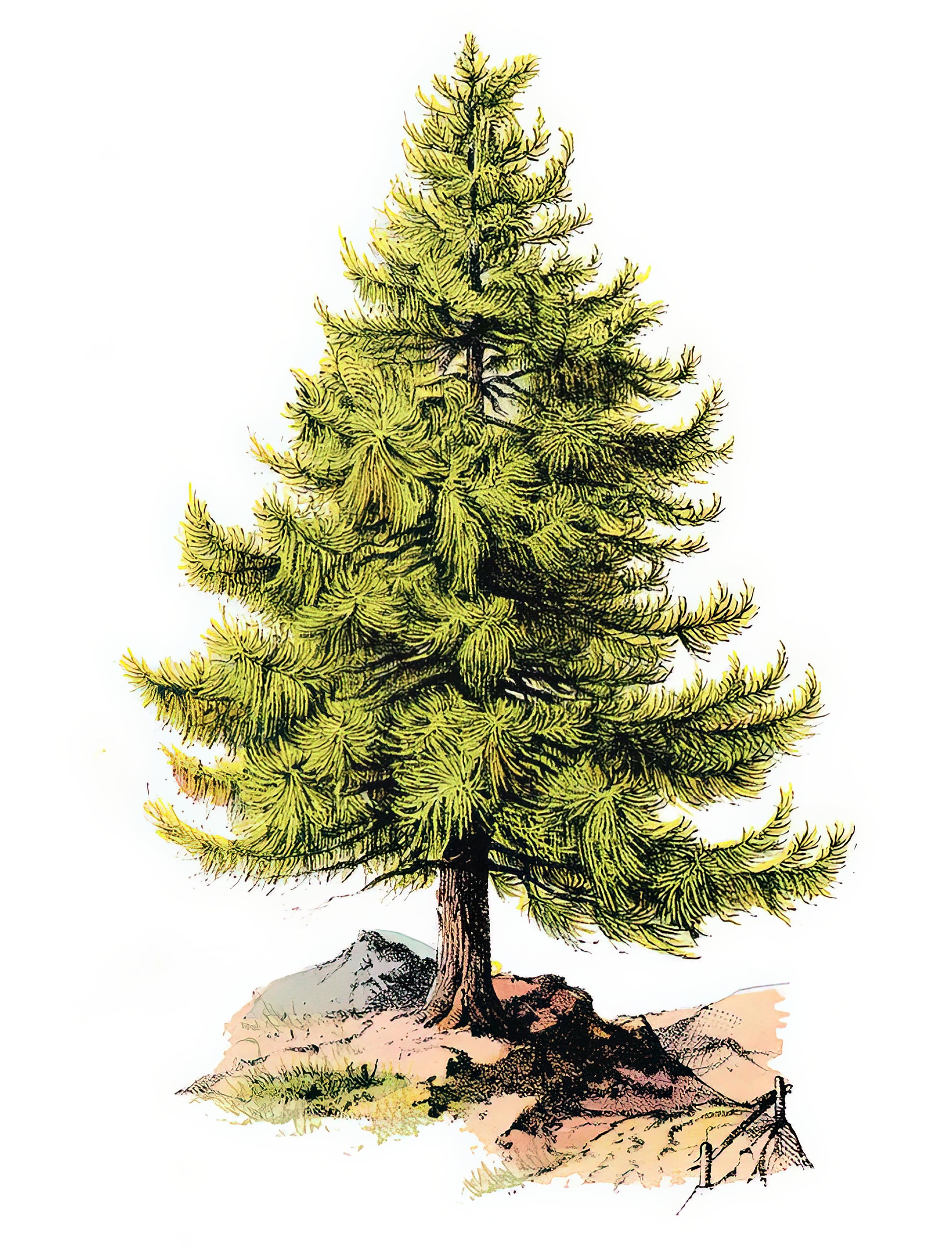 Pine Tree Art: Symbolism in Classical Landscape Prints | TotalUSAMagazine
