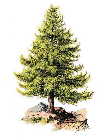 Pine Tree Art: Symbolism in Classical Landscape Prints | TotalUSAMagazine