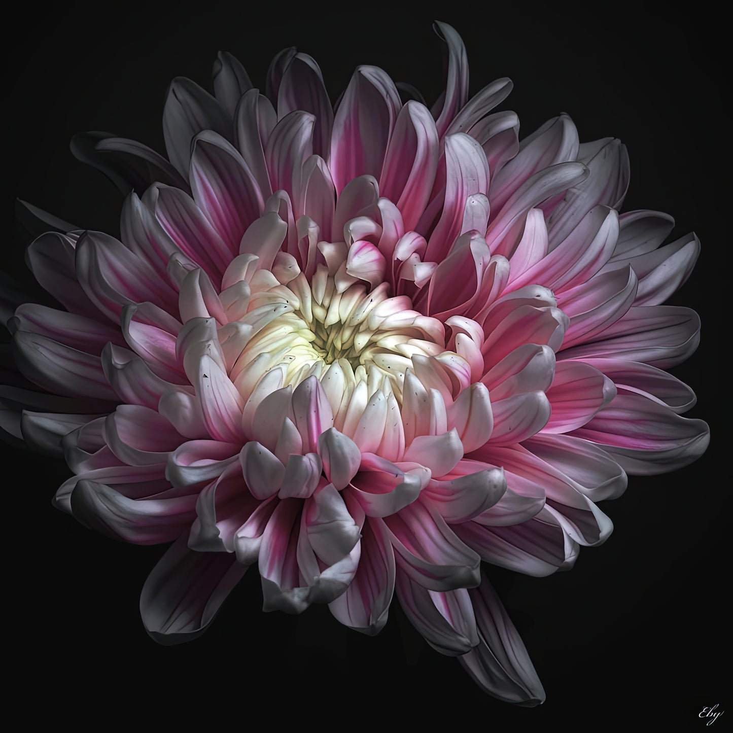 Pink Dhalia Art Print: Premium Museum-Grade | TotalUSAMagazine