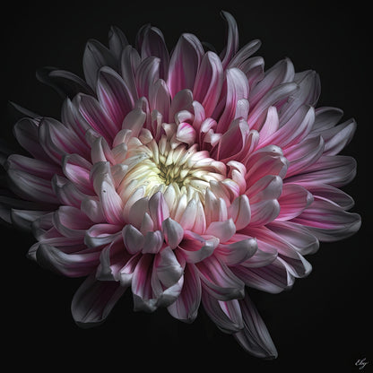 Pink Dhalia Art Print: Premium Museum-Grade | TotalUSAMagazine
