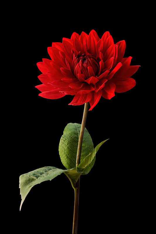 Red Dahlia Flower with Black Background | Fine Art Print | TotalUSAMagazine