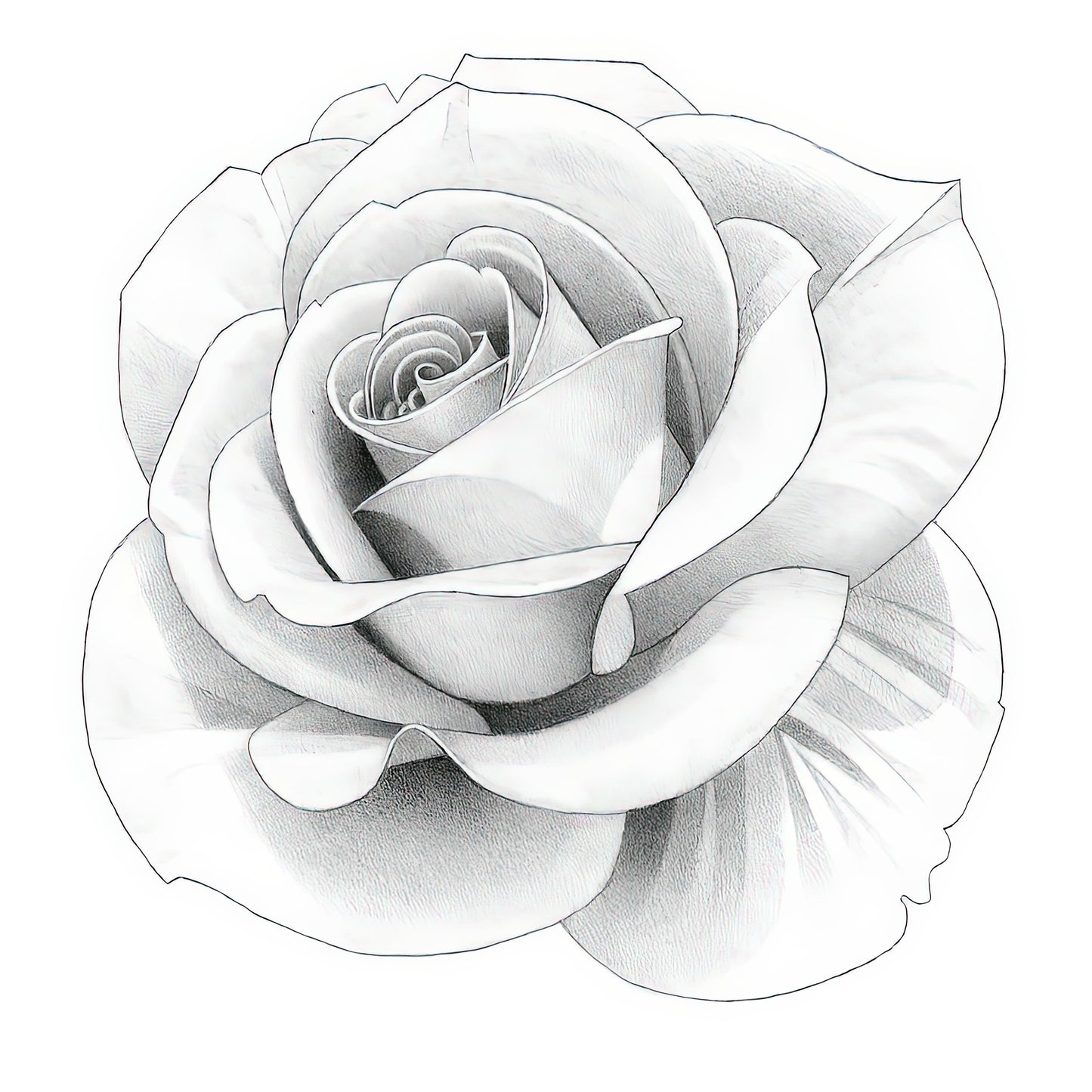 Rose Drawings: White Rose Pencil Sketch | TotalUSAMagazine