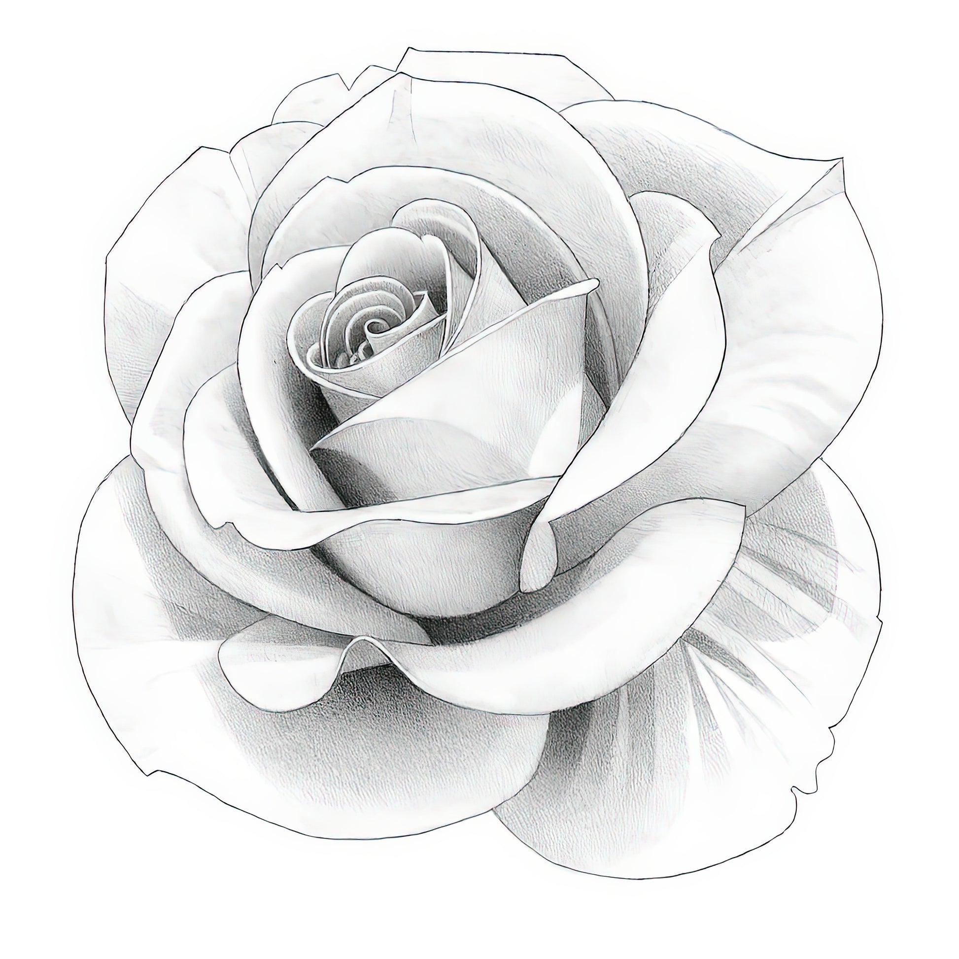 Rose Drawings: White Rose Pencil Sketch | TotalUSAMagazine