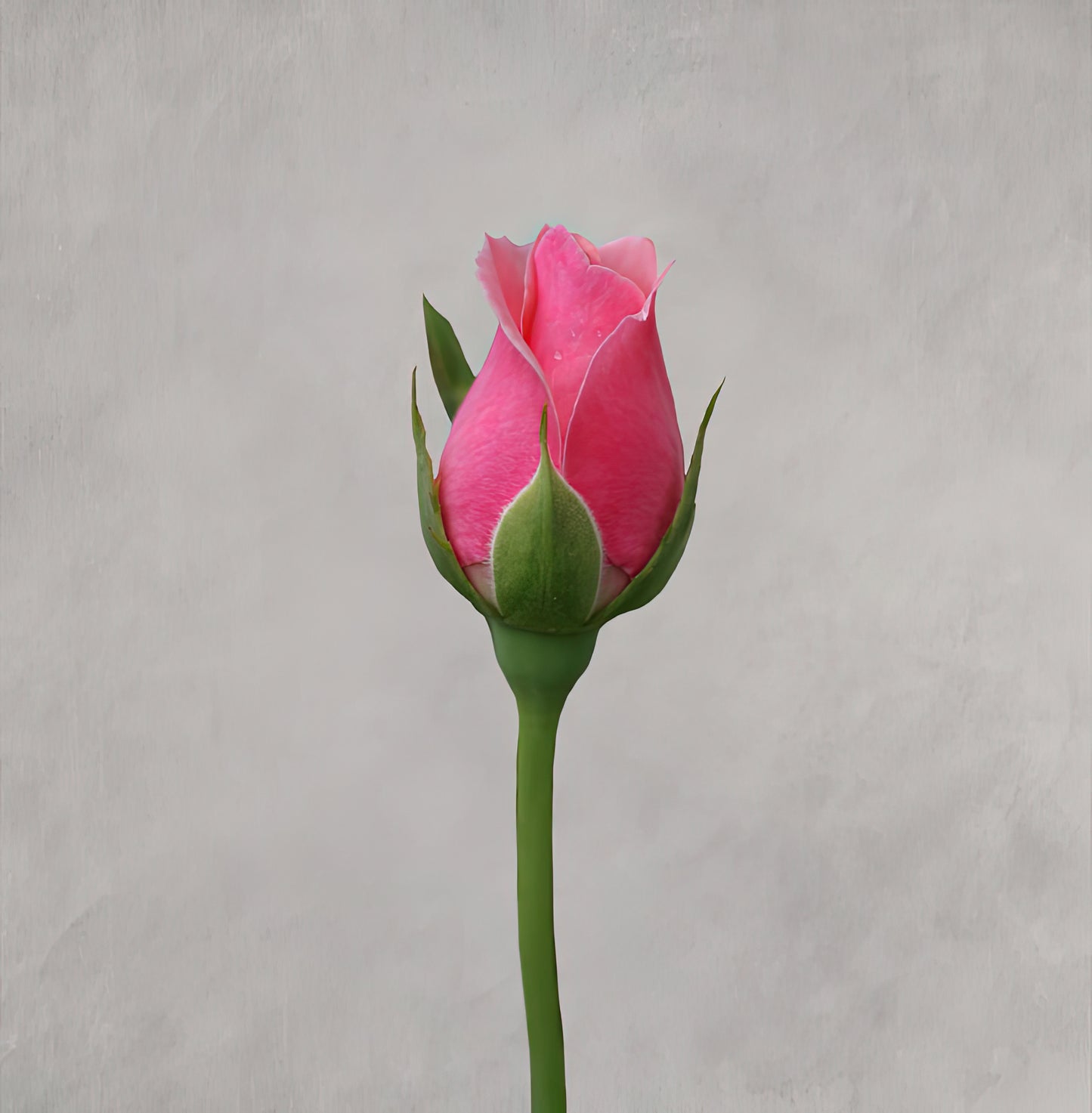 Rosebud Fine Art Print | Museum-Quality Botanical | TotalUSAMagazine