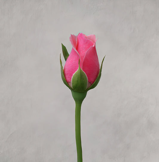 Rosebud Fine Art Print | Museum-Quality Botanical | TotalUSAMagazine