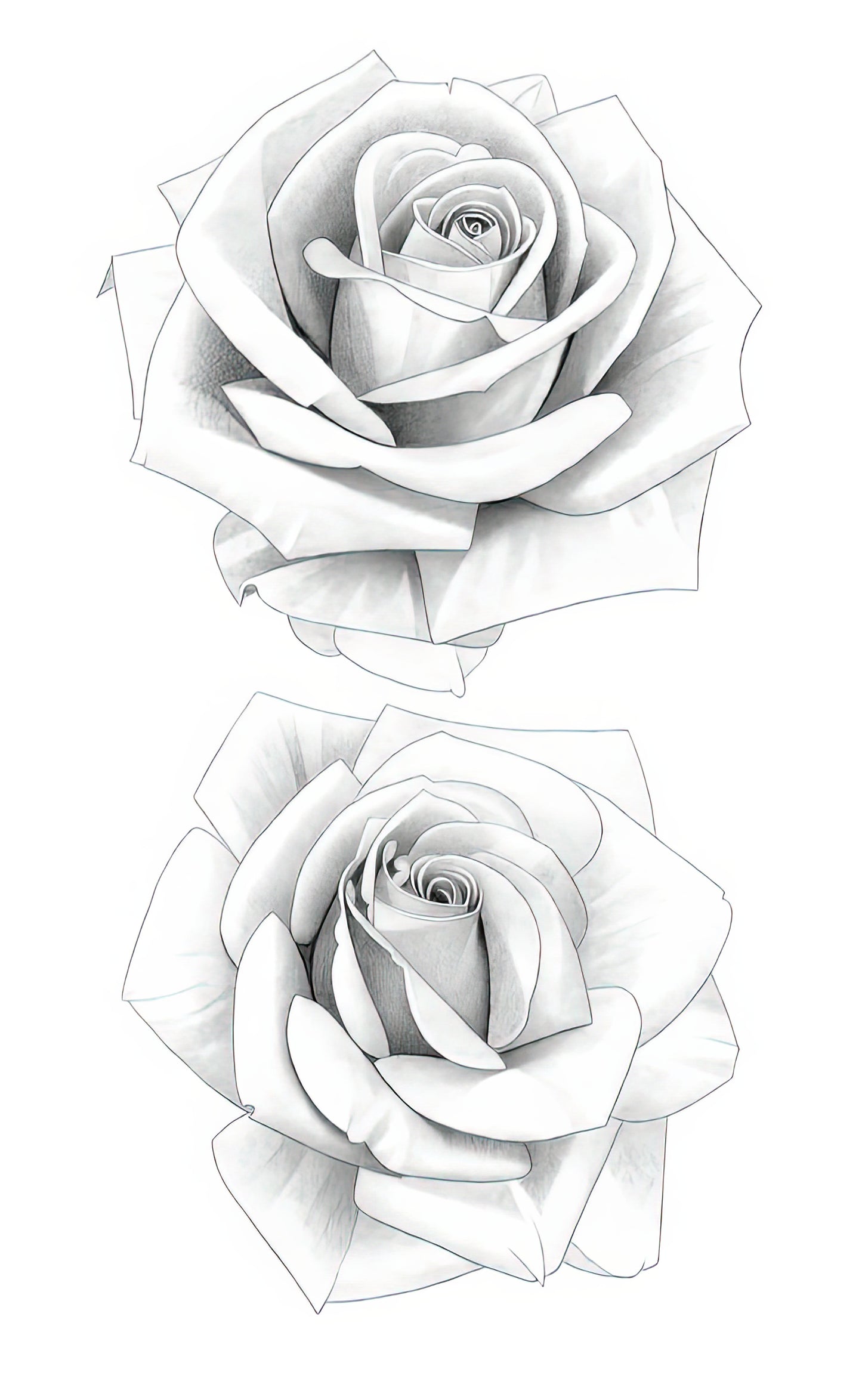 Two Roses Pencil Drawing Art Print | Fine Art Sketch | TotalUSAMagazine