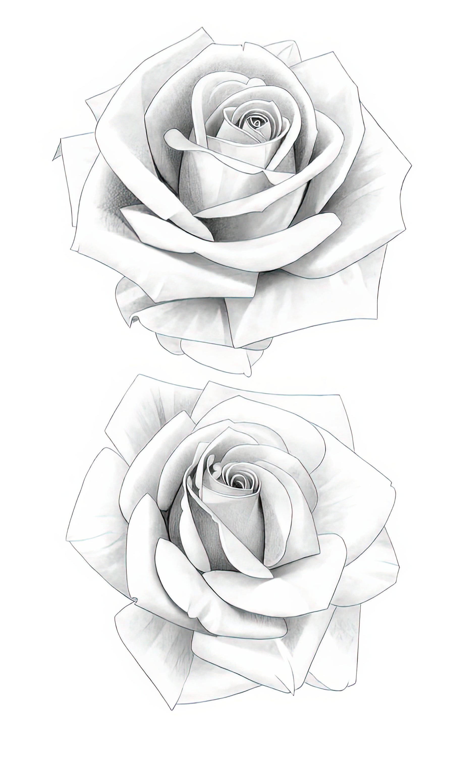 Two Roses Pencil Drawing Art Print | Fine Art Sketch | TotalUSAMagazine