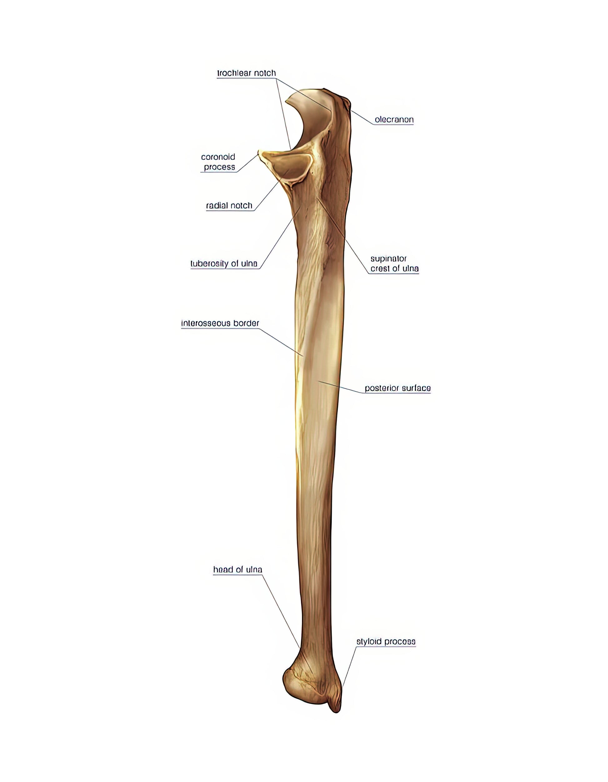 Ulna Labeled: Anatomical Bone Illustration | Fine Art Print | TotalUSAMagazine