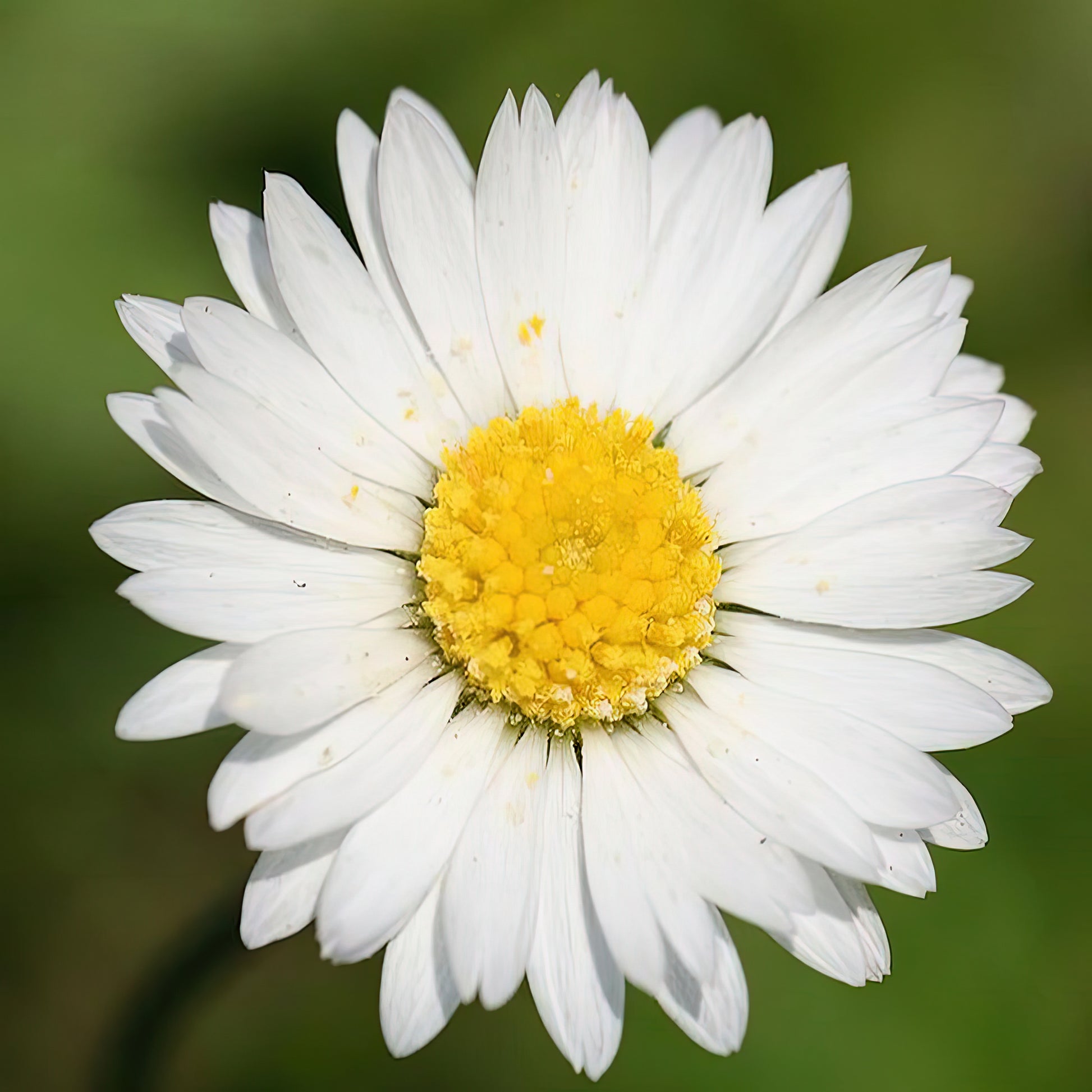 Yellow and White Daisy Fine Art Print | Botanical Close-Up | TotalUSAMagazine
