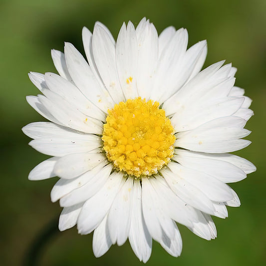 Yellow and White Daisy Fine Art Print | Botanical Close-Up | TotalUSAMagazine